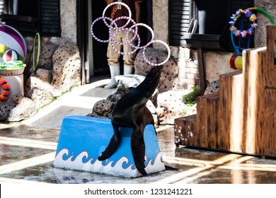 Sea Lion On Show