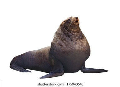 Sea Lion On A White Background