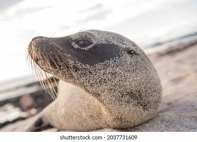 Sea Lion (Otariidae) By The Sea 