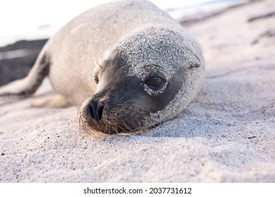 Sea Lion (Otariidae) By The Sea 