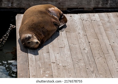 Sea Lion At Pier 39 In San Francisco California Laying In The Su