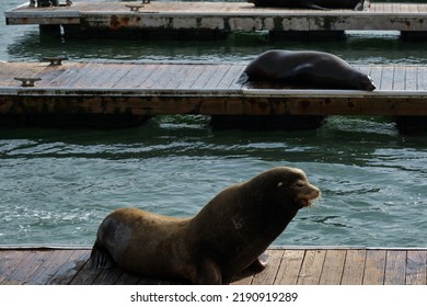 Sea Lion At Pier 39 In San Francisco, California