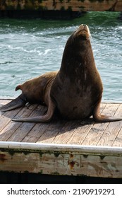 Sea Lion At Pier 39 In San Francisco, California