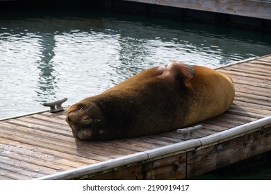 Sea Lion At Pier 39 In San Francisco, California