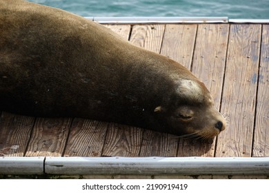 Sea Lion At Pier 39 In San Francisco, California