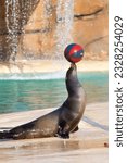 Sea Lion playing with a ball closeup