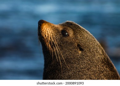 Sea Lion Portrait By The Water