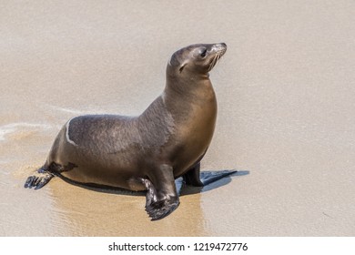 Sea Lion Portrait On The Beach