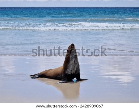 A Sea Lion Posing for its Fans