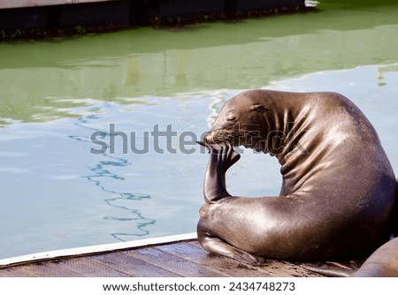 Sea lion posing at San Francisco's Pier 39, California