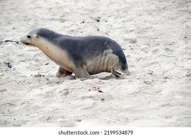 The Sea Lion Pup Is Looking For His Mother