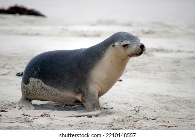 The Sea Lion Pup Is Looking For His Mother