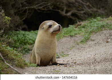 The Sea Lion Pup Is Walking On The Beach