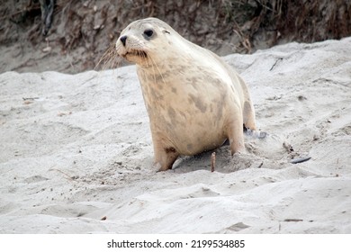 The Sea Lion Pup Is Wandering Up And Down The Beach Looking For Its Mother