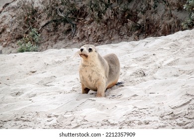 The Sea Lion Pup Is Wandering Up And Down The Beach Looking For Its Mother