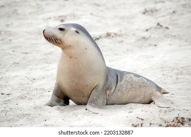 The Sea Lion Pup Is White On The Bottom And Grey On Top