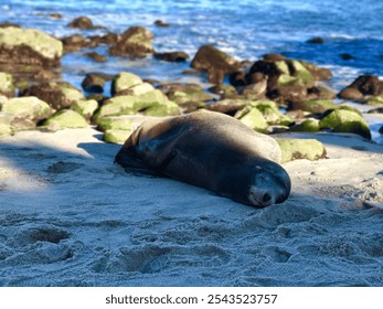 A sea lion resting on a sandy beach surrounded by rocks, with the calm ocean and blue sky in the background - Powered by Shutterstock