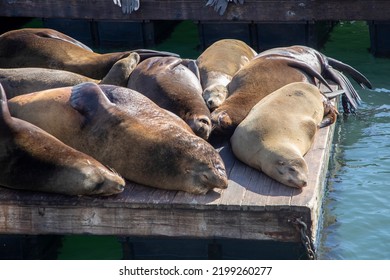 Sea Lion Resting At Pier 39 In San Francisco, USA