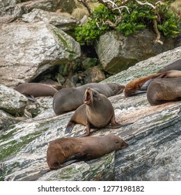 Sea Lion Roaring On A Rock In Milford Sound, New Zealand