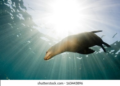 sea lion seal coming to you underwater