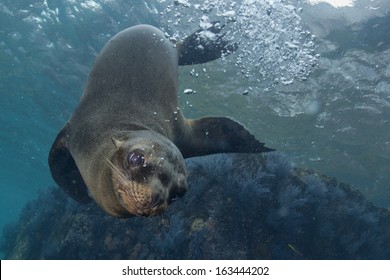 sea lion seal coming to you underwater