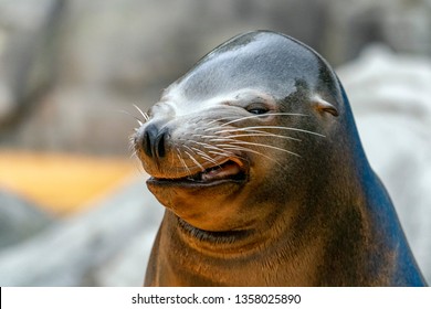 Sea Lion Seal Funny Face Close Up