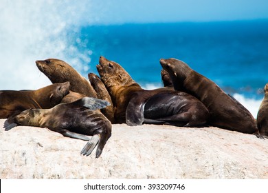 Sea Lion Seal Hout Bay South Africa