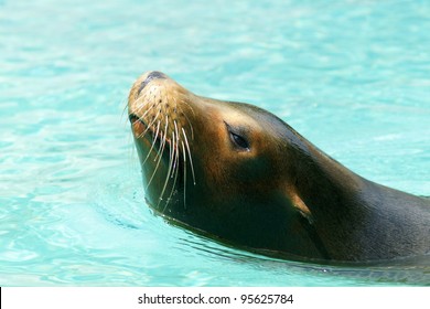 Sea Lion (seal) In Water