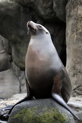 Sea Lion Seating On A Rock 
