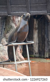 A Sea Lion At A Show