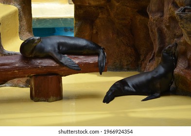 Sea Lion Show At The Zoo