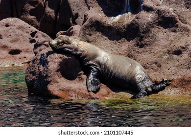 A Sea Lion Sleeping In Espiritu Santo Island, La Paz, Mexico