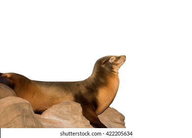 Sea Lion Sleeping On Large Stone Isolated On White Background. Object With Clipping Path