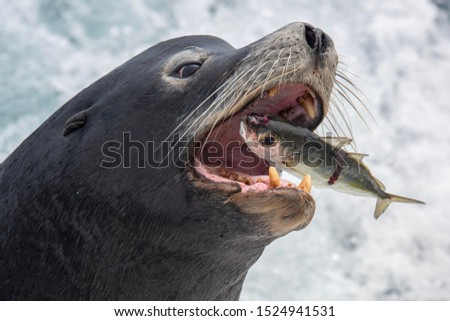 Sea Lion Snack on the Sea of Cortez