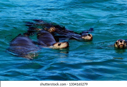 Sea Lion, South Australia