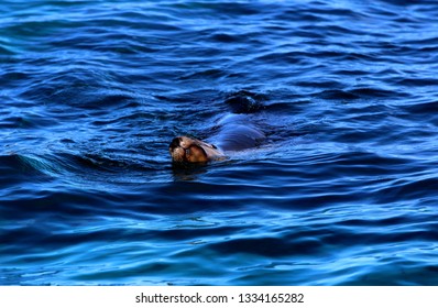 Sea Lion, South Australia