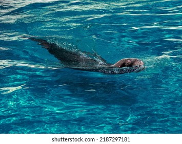 Seelöwe schwimmt in blauem Wasser