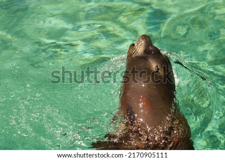A sea lion swimming in a bluish green pool on a sunny morning at the Point Defiance Zoo and Aquarium.