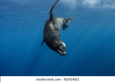 Sea lion swimming underwater in deep blue ocean in the Guadeloupe Island