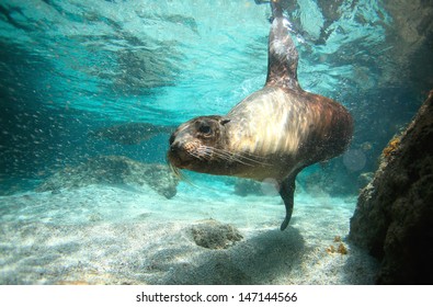 Sea lion swimming underwater in tidal lagoon in the Galapagos Islands