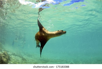 17,187 Sea Lions Underwater Images, Stock Photos & Vectors 