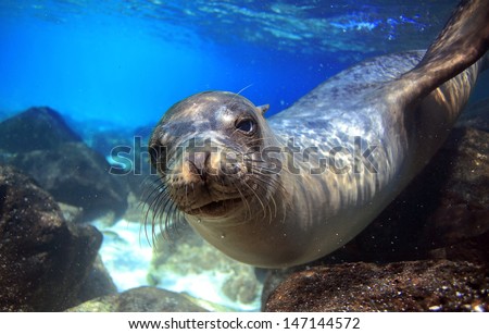 Sea lion swimming underwater in tidal lagoon in the Galapagos Islands