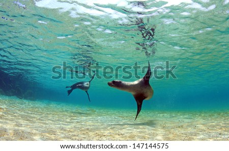 Sea lion swimming underwater in tidal lagoon in the Galapagos Islands