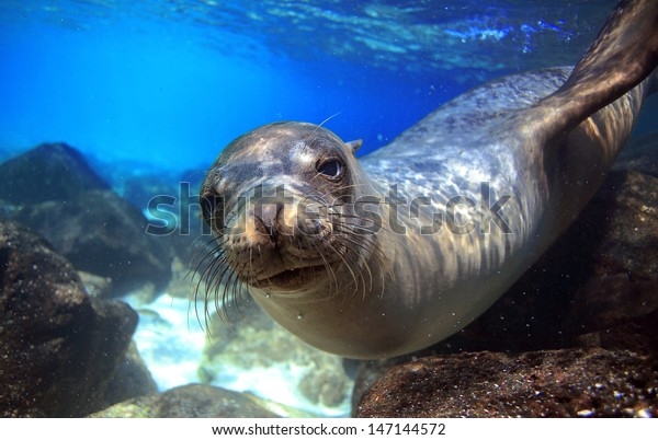 Sea lion swimming underwater in tidal lagoon in\
the Galapagos Islands