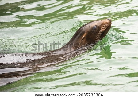 A sea lion swims in a zoo enclosure.