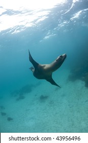 Sea Lion Underwater, Galapagos