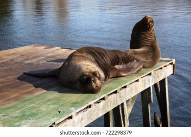 Sea Lion In Valdivia