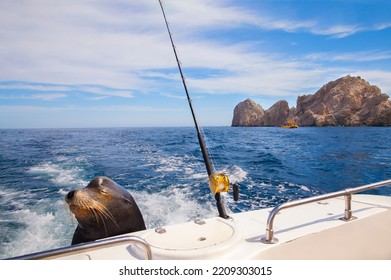 A Sea Lion Waits For Handouts On The Back Of A Fishing Boat In Cabo San Lucas, Mexico
