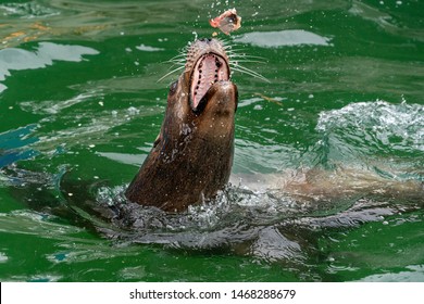 Sea Lion While Eating A Fish Detail