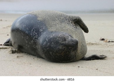sea lion wrapped in sand